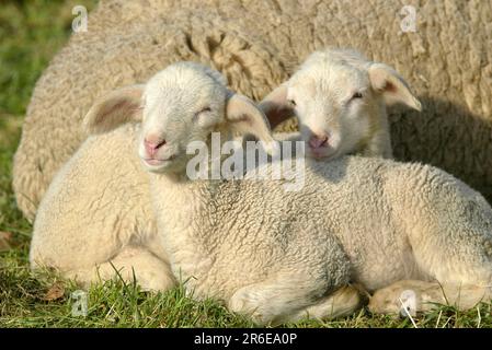 Merinoschafe, Lämmer, Lämmer, Schafe, Schafe Stockfoto