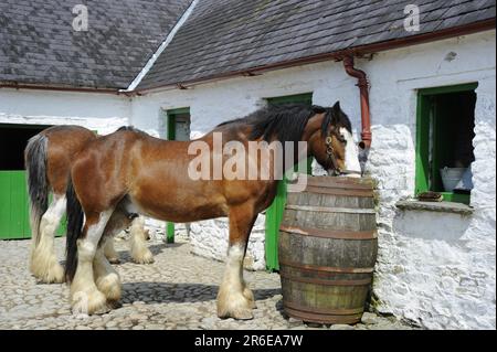 Shire Horse Drink from Barrel, Muckross Open Air Museum, Ring of Kerry, Killarney National Park, County Kerry, Irland Stockfoto