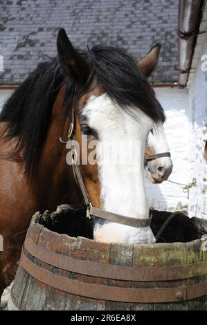 Shire Horse Drink from Barrel, Muckross Open Air Museum, Ring of Kerry, Killarney National Park, County Kerry, Irland Stockfoto