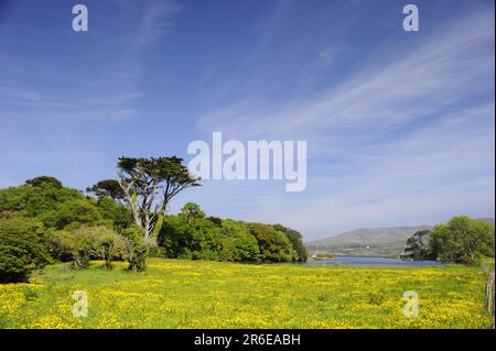 Dunboy Quay Pier, Dunboy Castle, County Cork, Irland Stockfoto