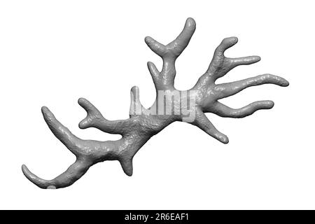 Balamuthia mandrillaris Amöben, computer Abbildung. Dies ist der reproduktiven Phase des Organismus, trophozoite bilden. B. mandrillaris, eine kostenlose-l Stockfoto