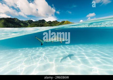 Haifischschwimmen auf einer Sandbank im Pazifik Stockfoto