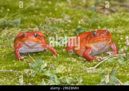 Tomatenfrösche (Dyscophus antongilii), Madagaskar Stockfoto