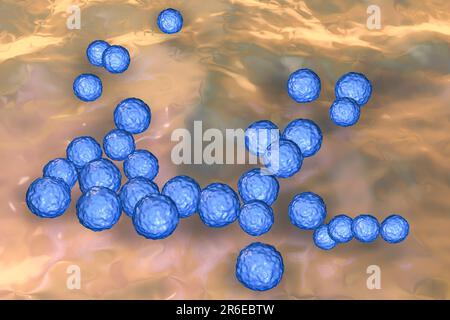 Enterococcus faecalis. Computerdarstellung von Enterococcus faecalis-Bakterien (früher bekannt als Streptococcus faecalis). E. faecalis existiert als PAR Stockfoto