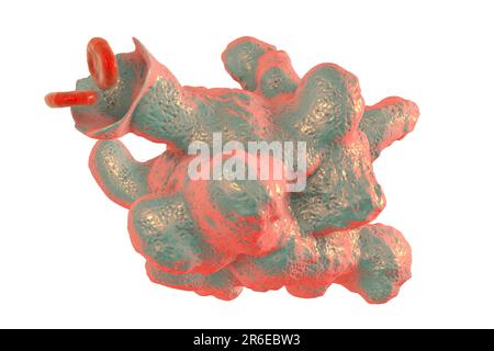 Parasitäre Amöben (Entamoeba histolytica) verursachen Amöbenruhr und Geschwüre (vegetatives Trophozoitstadium), Computerdarstellung. Amöbenruhr schon Stockfoto