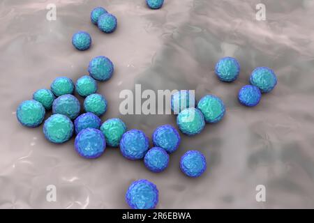 Enterococcus faecalis. Computerdarstellung von Enterococcus faecalis-Bakterien (früher bekannt als Streptococcus faecalis). E. faecalis existiert als PAR Stockfoto