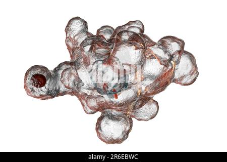 Parasitäre Amöben (Entamoeba histolytica) verursachen Amöbenruhr und Geschwüre (vegetatives Trophozoitstadium), Computerdarstellung. Amöbenruhr schon Stockfoto