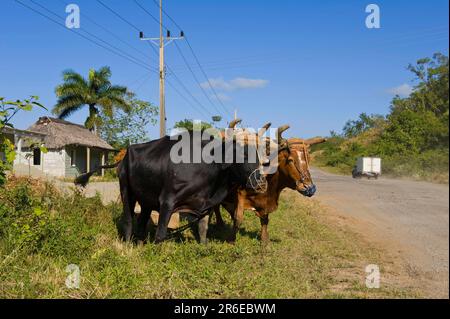 Hausrinder, Ochsen, Vinales, Pinar del Rio Province, Kuba, Arbeitsochsen, Zugluftsochsen Stockfoto