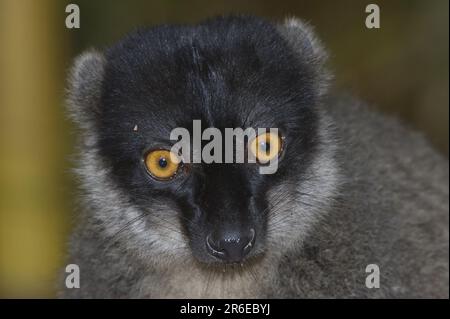 Mungo-Mungo-Lemur (Eulemur mongoz), Madagaskar Stockfoto