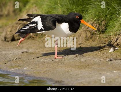 Stretching Wing, Helgoland, Schleswig-Holstein, Deutschland Stockfoto