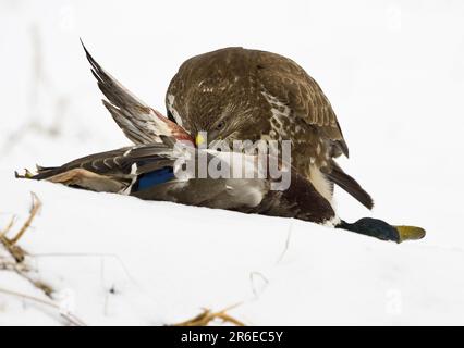 Europäischer Bussard mit Stockfisch-Beute (Buteo buteo) Stockfoto