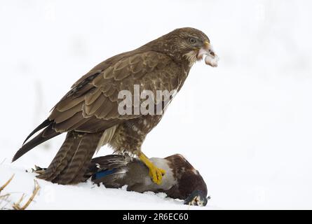 Europäischer Bussard mit Stockfisch-Beute (Buteo buteo), pflückend Stockfoto