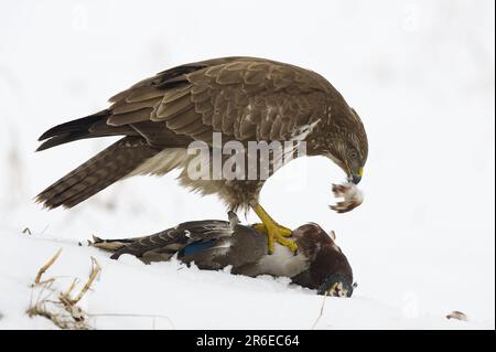 Europäischer Bussard mit Stockfisch-Beute (Buteo buteo), pflückend, beiseite Stockfoto