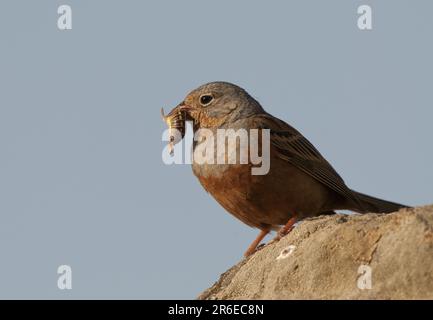 Cretzschmar's Bunting (Emberiza caesia), weiblich mit Beute, Griechenland Stockfoto