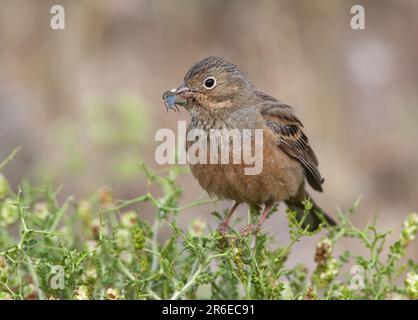 Cretzschmar's Bunting (Emberiza caesia), weiblich mit Beute, Griechenland Stockfoto