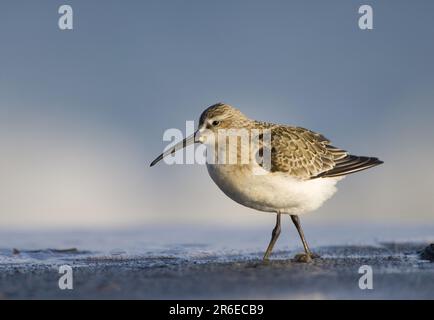 Curlew Sandpiper (Calidris ferruginea), Side Stockfoto