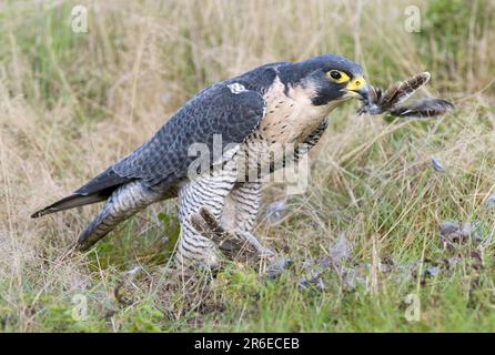 Wanderfalke (Falco peregrinus) mit gefangenem Fasan, pflückend Stockfoto