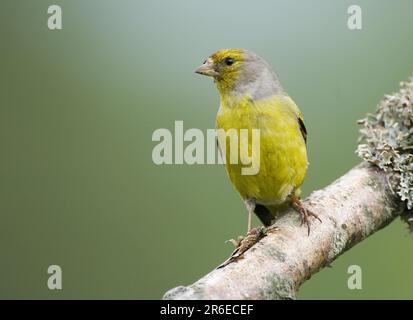 Citril Finch (Zuchtjahr Citrinella) Stockfoto