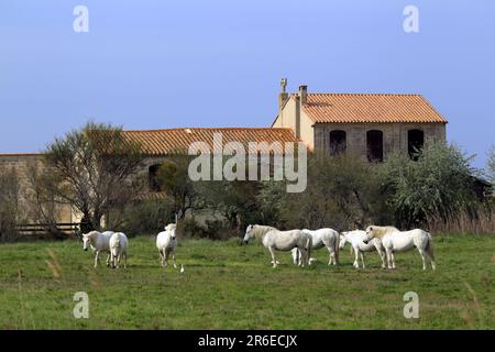 Camargue Horses, Les-Saintes-Maries-de-la-Mer, Bouches du Rhone, Camargue, Südfrankreich Stockfoto