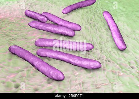 Tuberkulosebakterien. Computerdarstellungen von Mycobacterium tuberculosis-Bakterien, den Gram-positiven Stabbakterien, die die Krankheit tubercu verursachen Stockfoto