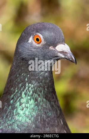 Feral Pigeon, Columba livia, Vereinigtes Königreich Stockfoto