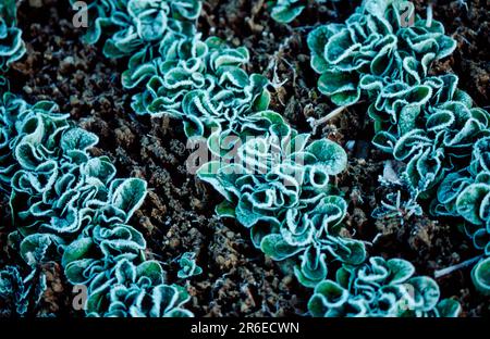 Feldsalat (Valerianella Locusta) Stockfoto