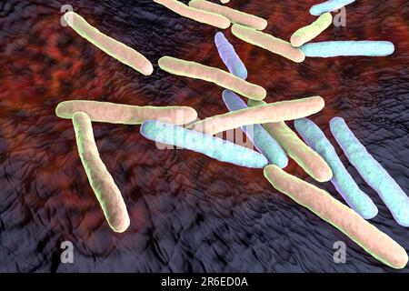 Tuberkulosebakterien. Computerdarstellungen von Mycobacterium tuberculosis-Bakterien, den Gram-positiven Stabbakterien, die die Krankheit tubercu verursachen Stockfoto