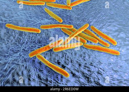 Tuberkulosebakterien. Computerdarstellungen von Mycobacterium tuberculosis-Bakterien, den Gram-positiven Stabbakterien, die die Krankheit tubercu verursachen Stockfoto