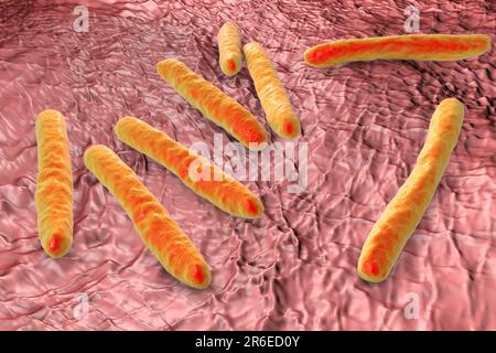 Tuberkulosebakterien. Computerdarstellungen von Mycobacterium tuberculosis-Bakterien, den Gram-positiven Stabbakterien, die die Krankheit tubercu verursachen Stockfoto