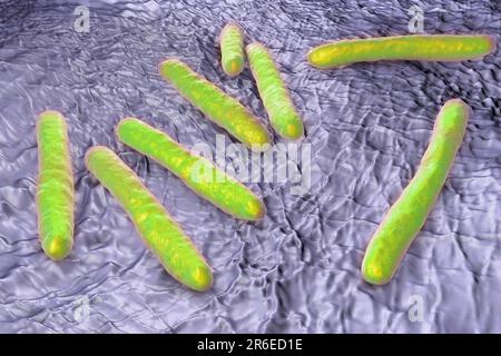 Tuberkulosebakterien. Computerdarstellungen von Mycobacterium tuberculosis-Bakterien, den Gram-positiven Stabbakterien, die die Krankheit tubercu verursachen Stockfoto