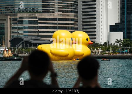 Hongkong, China. 9. Juni 2023. Zwei riesige aufblasbare Gummiröcke sind im Victoria Harbour während der Ausstellung „Double Ducks“ zu sehen. Zur Feier seines 10. Jubiläums bringt die Rückkehr der Gummiente nach Hongkong nun einen Begleiter für die Ausstellung DER DOPPELENTEN von Florentijn Hofman mit. Die Ausstellung findet ab Juni 10 für zwei Wochen in der Nähe des Tamar Park und der Central and Western District Promenade statt. (Kreditbild: © Keith Tsuji/ZUMA Press Wire) NUR REDAKTIONELLE VERWENDUNG! Nicht für den kommerziellen GEBRAUCH! Stockfoto