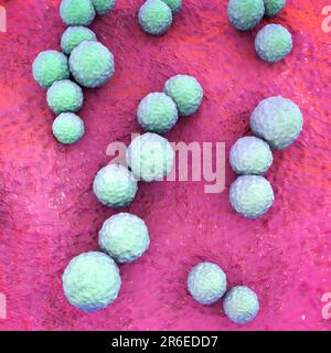 Streptokokken-Mutans-Bakterien, Computerdarstellung. Dabei handelt es sich um grampositive, nicht-motile, sphärische Bakterien (Kokken), die typischerweise C-Ketten bilden Stockfoto