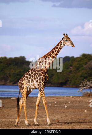 Giraffe (Giraffa camelopardalis) am Chobe, Botsuana, Giraffe in Chobe, Botsuana, Stockfoto