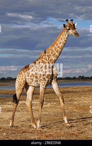 Giraffe (Giraffa camelopardalis) am Chobe, Botsuana, Giraffe in Chobe, Botsuana, Stockfoto