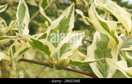 Nahaufnahme eines Zweigs von Cornus Mas Variegata mit Blättern und noch unreifer Frucht, selektiver Fokus. Der Baum ist auch bekannt als Cornelianische Kirsche, Europa Stockfoto