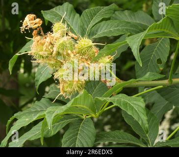 Aesculus hippocastanum oder auch die Rosskastanie, Nahaufnahme eines frisch geblühten Kastanienbaums mit jungen Früchten, selektiver Fokus. Stockfoto