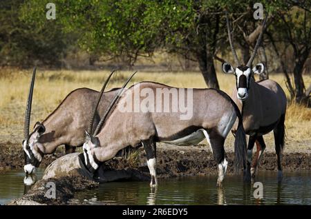 Oryxantilopen, zentrales Kalahari Wildreservat, Botsuana, Gemsboks (Oryx Gazella) Stockfoto