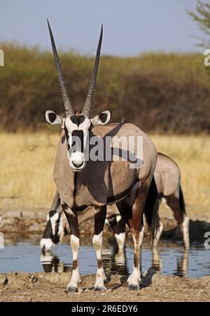 Oryxantilopen, zentrales Kalahari Wildreservat, Botsuana, Gemsboks (Oryx Gazella) Stockfoto