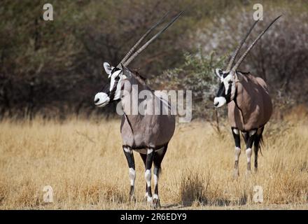 Oryxantilopen, Central Kalahari Game Reserve, Botsuana, Gemsboks (Oryx Gazella), Botsuana Stockfoto