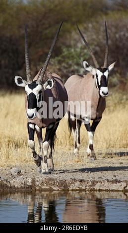 Oryxantilopen, zentrales Kalahari Wildreservat, Botsuana, Gemsboks (Oryx Gazella) Stockfoto