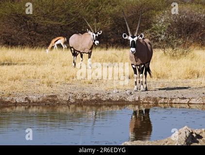 Oryxantilopen, Central Kalahari Game Reserve, Botsuana, Gemsboks (Oryx Gazella), Botsuana Stockfoto