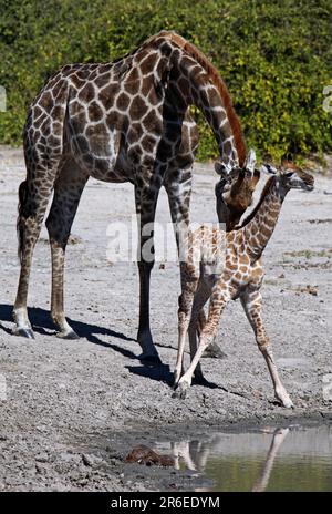 Giraffen (Giraffa camelopardalis) im Chobe-Nationalpark, Savuti, Botsuana, Giraffen im Chobe-Nationalpark, Botsuana Stockfoto