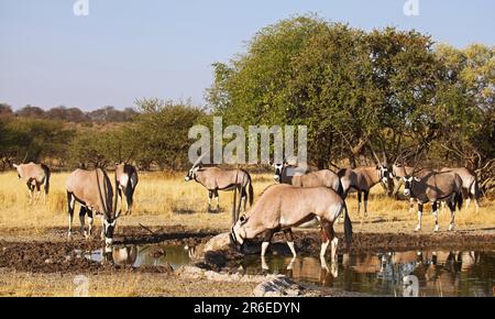 Oryxantilopen, zentrales Kalahari Wildreservat, Botsuana, Gemsboks (Oryx Gazella) Stockfoto