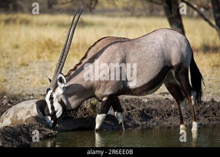 Oryxantilopen, Central Kalahari Game Reserve, Botsuana, Gemsboks (Oryx Gazella), Afrika Stockfoto