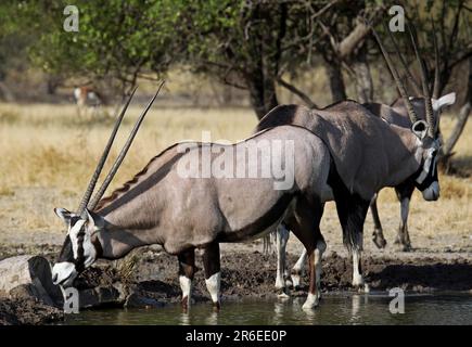 Oryxantilopen, Central Kalahari Game Reserve, Botsuana, Gemsboks (Oryx Gazella), Afrika Stockfoto