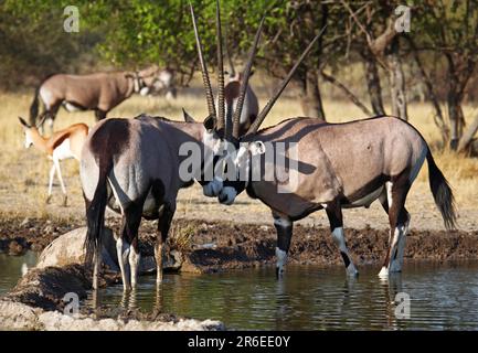 Oryxantilopen, zentrales Kalahari Wildreservat, Botsuana, Gemsboks (Oryx Gazella) Stockfoto