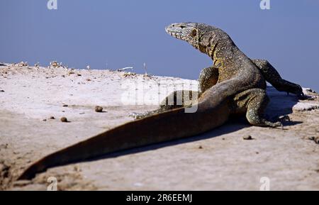 Nilmonitor (Varanus niloticus) im Nationalpark Süd-Luangwa, Sambia, nilmonitor in Sambia Stockfoto