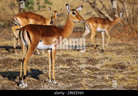 Weibliche Impala (Aepyceros) Schwarzhacken-Antilope, Sambia, Melampus im Südluangwa-Nationalpark Stockfoto