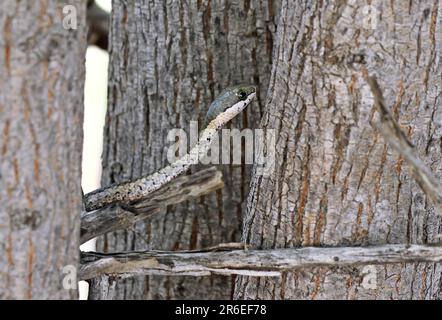 Boomslang (Dispholidus typus), Etsoha-Nationalpark, Namibia, Boomslang in Namibia, Etosha Stockfoto