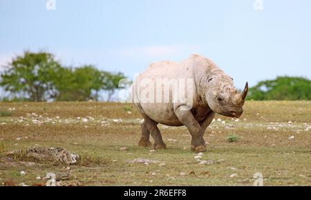 Schwarzes Nashorn (Diceros bicornis) ohne Ohren, Etosha, Namibia, schwarzes Nashorn ohne Ohren Stockfoto